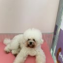 딩굴댕굴 애견호텔 유치원 이미지
