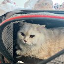 아이봄 동물병원 이미지