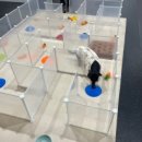 GPS 애견학교 이미지