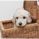 컴투펫 강아지분양 고양이분양 인천본점 이미지