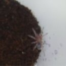 칠리농장 이미지