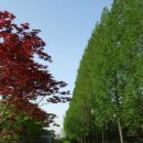 개나리약국 이미지