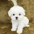 봄강아지 이미지