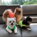 도그엔조이 이미지