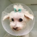 유니동물병원 이미지