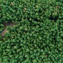 섬진강대나무숲길 이미지