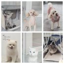 댕댕이미용실 이미지