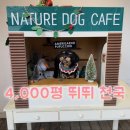 강아지천국 | 강아지 뛰뛰 천국 다녀왔어요! 네이처독 후기