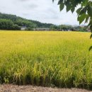 도갑사가는길호남식당 이미지