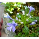 금장초등학교 이미지