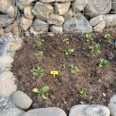 돌담민박 이미지