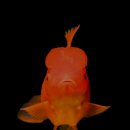 푸른바다펜션 이미지