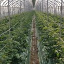 용일농장 이미지