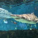 (주)웅진 | [부천] 웅진 플레이아쿠아리움 - 주말에 아이랑 가볼만한곳(예매/가격/후기)