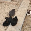 영광타조농장 | # 경주 여행 코스 강추! 미세먼지 심한 날 경주 여행 코스 강추! "경주 동궁원" &amp; "경주 특산 명가의 집"