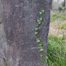 로사펜션 이미지