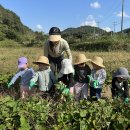 [열매반]현장체험활동 “고구마 수확하기” 이미지