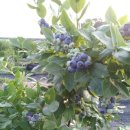 지재농장 이미지