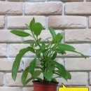 엔도르핀농장 이미지