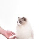 랙돌캐터리 아이돌스 전주고양이분양 이미지