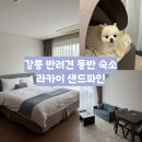 파인리조트 | 반려견 동반 강릉 여행 숙소 추천 라카이샌드파인 리조트 후기