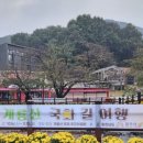 국화길 티스토리