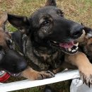 백두축산 이미지