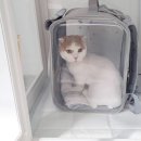 고양이미용실 이미지