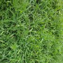 산내들 흑염소 이미지