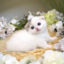 키튼히얼 고양이분양 김포본점 이미지