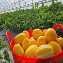 성주푸드 이미지