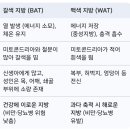 암세포를 굶겨 죽이는 "갈색 지방" 이미지
