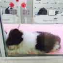 더 펫 애견샾 이미지