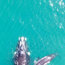 하얀고래 이미지