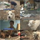 동물농장 이미지