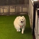 삐약네 새참 | 강아지 수제간식 맛집 삐약네 새참 구황작물 세트 후기