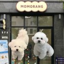가로판매점 - 남동구 장승남로 35 | 대전 도안동 애견미용｜모모랑 강아지 미용실 비숑 귀툭튀 후기