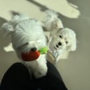 망원견 애견유치원&애견호텔 이미지