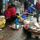 생선파는 고양이 이미지