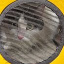 뽀솜뽀솜 | 대구 달서구 고양이 미용 잘하는곳 뽀솜뽀솜 이용후기