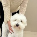 서면애견미용 맘바이 강아지 미용실 | 부산강아지미용 서면애견미용 맘바이 강아지 미용실 단골이 들려주는 후기 !