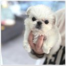 버디독 강아지분양 안심분양센터 시흥점 이미지