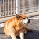 피개행개 이미지