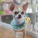 함안 애견샵 러블리펫 이미지