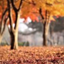 호수공원수변공원 이미지