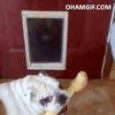 무궁화 꽃이 피었습 이미지