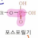 기능기 - 인산 무기인산 구별 이미지