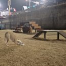 청경프라자 개방화장실 | 용인 수지 반려견 놀이터 경안천 24시간 무료 애견운동장 후기 🐶