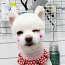 우주펫애견미용 이미지