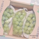 샤인 | 못난이마켓 농산물 직거래 장터 샤인머스켓 후기